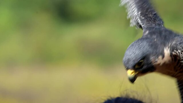 Peregrine falcon with falconer flapping wings outdoors