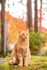 Naklejka na ściany i meble cat japan in autumn leaves