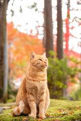 Naklejka na ściany i meble cat japan in autumn leaves