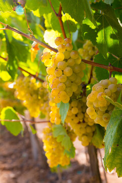 Closeup of bunches of ripe white grapes on vine in vineyard. Selective focus..