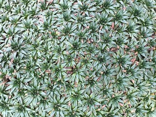 Succulent mountain plant