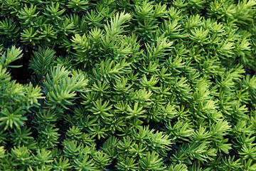 Naklejka na ściany i meble close up of green leaves