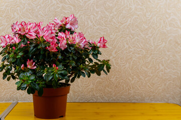 Fototapeta premium Blooming pink azalea in flower pot on a table