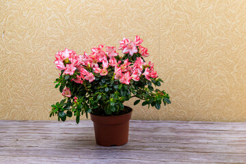 Blooming pink azalea in flower pot on a table