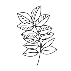 Clip art of the tropical leaf of Zamiakulkas. Simple graphic outline style. Isolated illustration, can be used as a element for organic design. Vector illustration