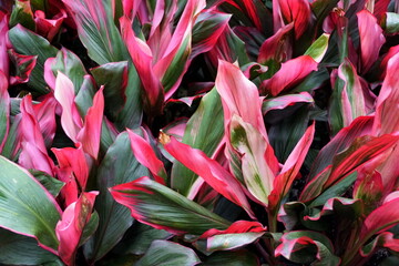 Red, green and white color foliage of Ti-Plant 'Bolero' - obrazy, fototapety, plakaty