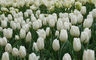 Beautiful spread of white tulips at full bloom in the Spring