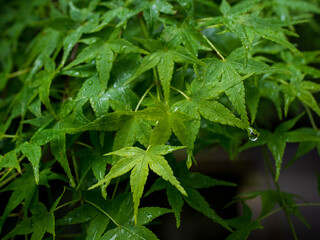 雨に濡れた青もみじ