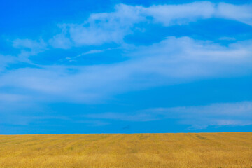 Obraz premium Harvest: ripe wheat grows in the field. Golden grain and blue sky.