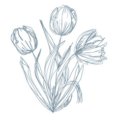 botanical floristic sketch bouquet contour flowers tulips open buds and closed with twigs and leaves. Vector isolated minimalistic  flowers