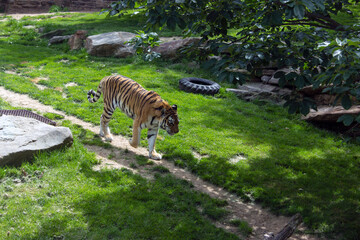 Fototapeta na wymiar Amur Siberian Tiger