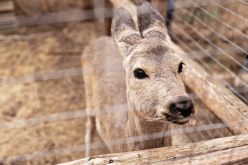 Portrait of a female roe deer. She looks through the fence. Close-up. The wild animal is being treated and adapted.
