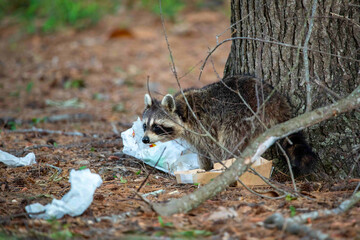 Raccoon Eating Trash in a Park