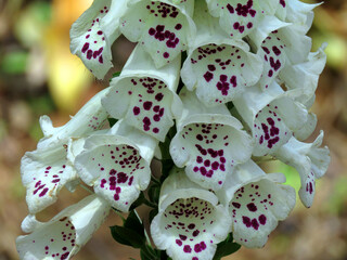 white digitalis purpurea or Lady's glove, the foxglove or common foxglove                               