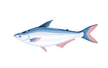 Pangasius fish. Vector illustration cartoon flat icon isolated on white background.