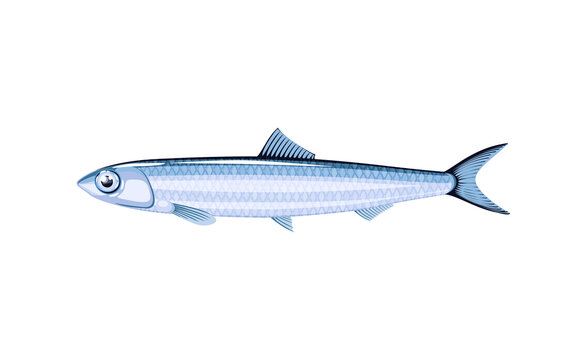 Anchovy fish. Vector illustration cartoon flat icon isolated on white background.