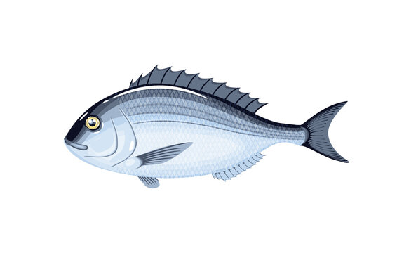 Dorado fish. Vector illustration cartoon flat icon isolated on white background.