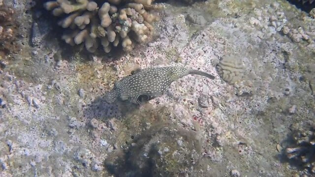 Pearl toby fish, scientific name is Canthigaster margartata. It belongs to the family Tetraodontidae, inhabits shallow water of coral reefs, may inflate its body