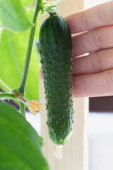 Green ripe cucumber on twig in palm of hand in greenhouse on blurred natural background.