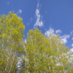Spring forest on blue sky background, view up