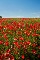 Fototapeta na wymiar beautiful poppy flower field on a sunny summer day