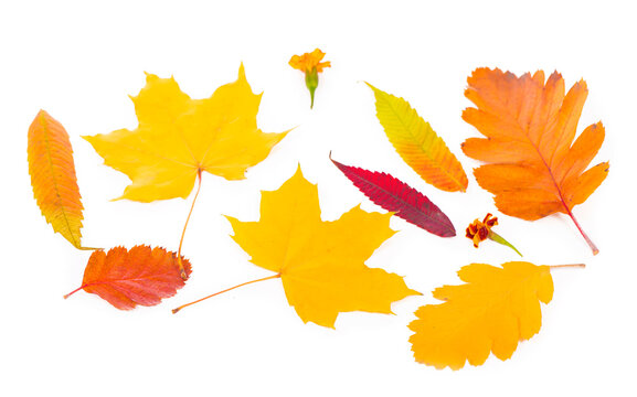 autumn background of fall leaves on white background.