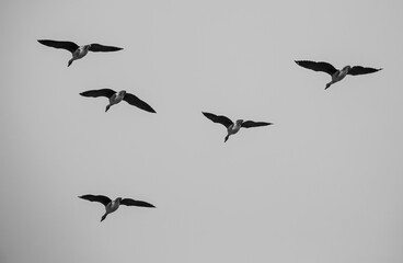 Migratory birds flying high. Image in black and white.