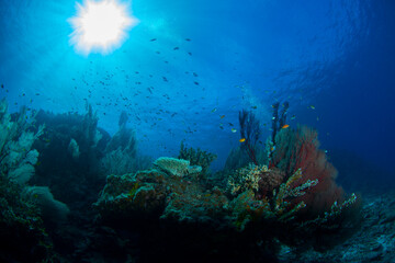 Fototapeta na wymiar 石垣島　自然　海　サンゴ礁