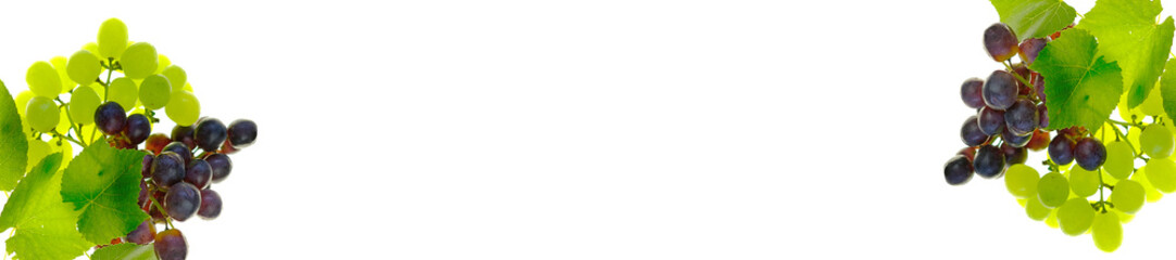 Green and red grapes banner. Summer Fruits and Berries banner.Winemaking Day.Bunches of  grapes with leaves isolated on white background. copy space.