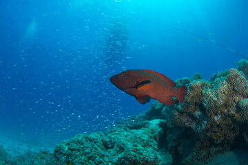 石垣島　自然　海　珊瑚　ハタ