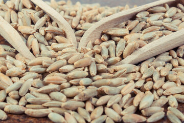 Rye grain with spoon on old rustic background. Agriculture