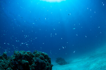 石垣島　自然　海　珊瑚