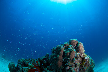 石垣島　自然　海　珊瑚