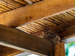 Beautiful closeup view of a Bird feeding a squab