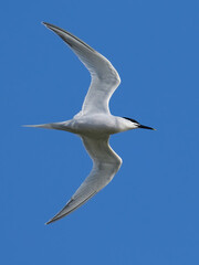 Sandwich tern (Thalasseus sandvicensis)