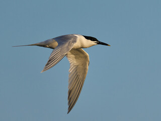 Sandwich tern (Thalasseus sandvicensis)