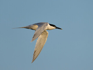 Sandwich tern (Thalasseus sandvicensis)