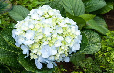 Beautiful hydrangea or hortensia flower