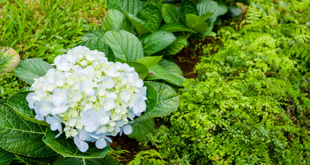 Beautiful hydrangea or hortensia flower