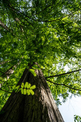 nature of the Tokyo local