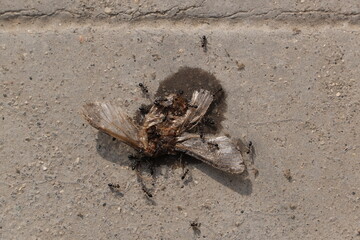 Ants eating insect or bee