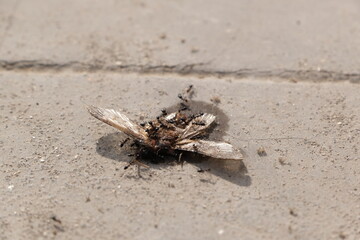 Ants eating insect or bee