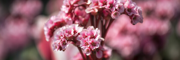 Panorama view of the flowers of Elephant's ears Bergenia 'Eden's Magic Giant' in spring in the UK