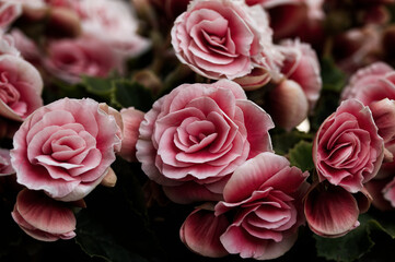 Sch&ouml;nheit verbl&uuml;ht