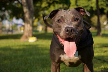 Pit bull dog playing in the park at sunset. Blue nose pitbull on sunny day and open countryside with lots of nature.