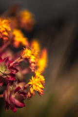 Closeup of rosettes of Sedum Palmeri flowers in warm light in spring