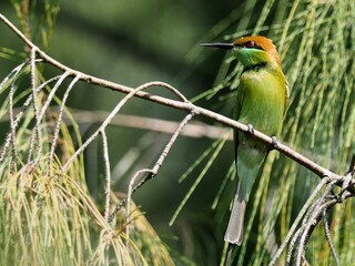 A beautiful bird Blue tailed Bee eater on a branch.(Merops philippinus)