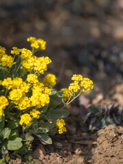 Closeup of the bright yellow flowers of Aurinia saxatilis 'Goldkugel' in spring in the UK