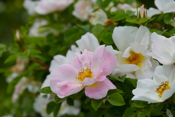 rosa nevada growing in summer garden