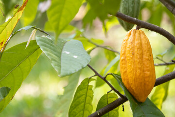 A very large yellow ripe cocoa in a Thai plantation But big ones, many seeds inside, green leaves in an orchard.